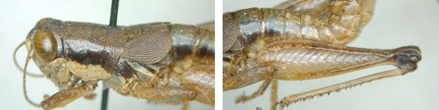 Melanoplus decoratus Morse, 1904: male. (Otu).