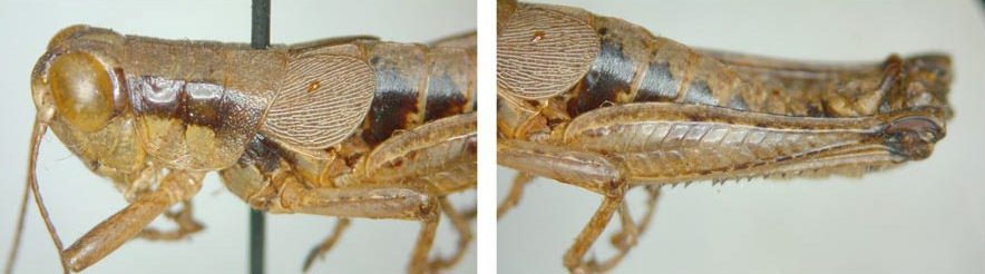 Melanoplus tepidus Morse, 1906: male. (Otu).