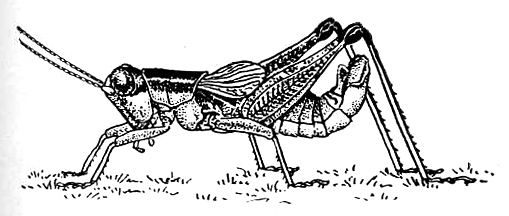 Melanoplus morsei Blatchley, 1903: Fig. 131. male (body length 17-18 mm). (Otu).