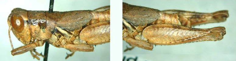 Melanoplus ablutus Scudder, 1899: (Otu).