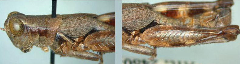 Melanoplus lepidus Scudder, 1897: male. (Otu).
