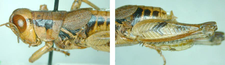 Melanoplus olamentke Hebard, 1920: male. (Otu).