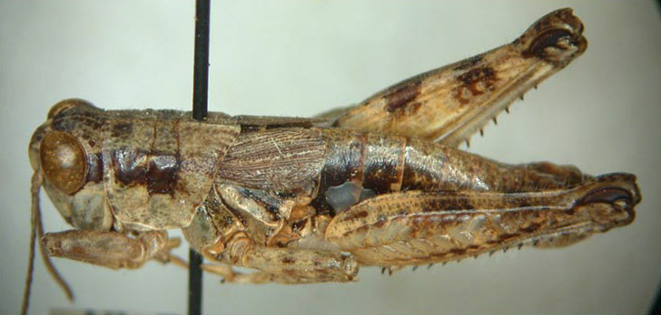 Melanoplus lemhiensis Hebard, 1935: male. (Otu).