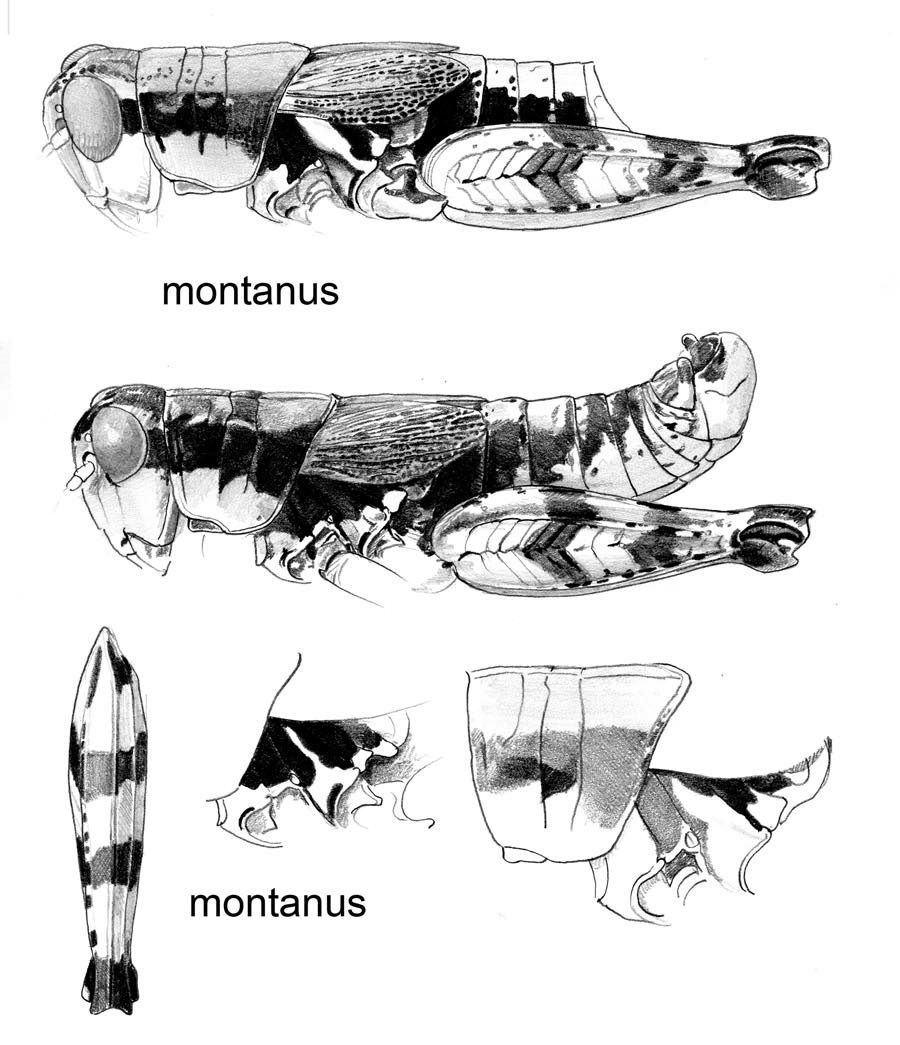 Melanoplus montanus (Thomas, 1873): male. (Otu).