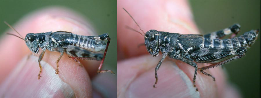 Melanoplus washingtonius (Bruner, 1885): (Otu).