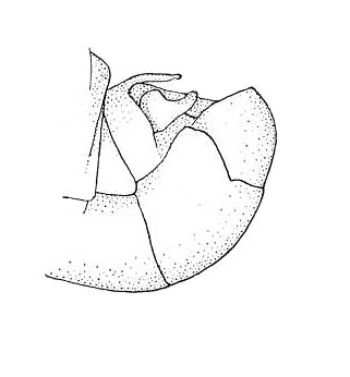 CollectionObject 1524072; 5db36036-390d-4cb8-8fb3-706fc8866295: Plate 21, Fig.8 (after type). lateral view of apex of male abdomen. (CollectionObject).