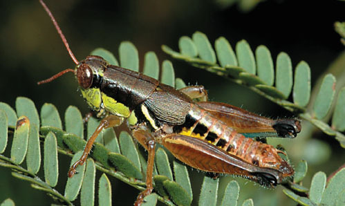 Melanoplus meridionalis Scudder, 1897: photo P. Fontana (reproduced with permission). male. (Otu).