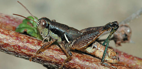 Melanoplus reflexus Scudder, 1897: photo P. Fontana (reproduced with permission). male. (Otu).