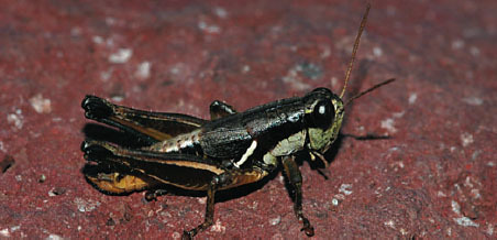 Melanoplus cimatario Fontana & Buzzetti, 2007: photo P. Fontana (reproduced with permission). male. (Otu).
