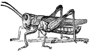 Melanoplus packardii packardii Scudder, 1878: Fig. 146 (after Bruner). male (body length 22-30 mm). (Otu).
