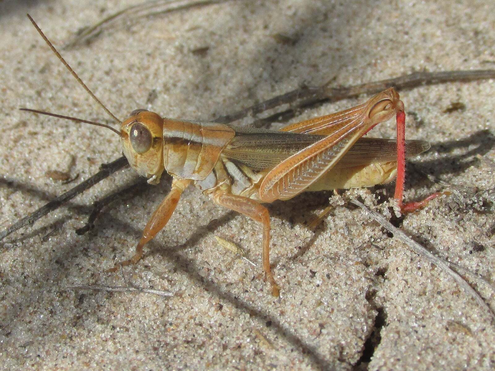 Melanoplus foedus Scudder, 1878: male (SW of Merriman, Nebraska, 1 July 1 2020). (Otu).
