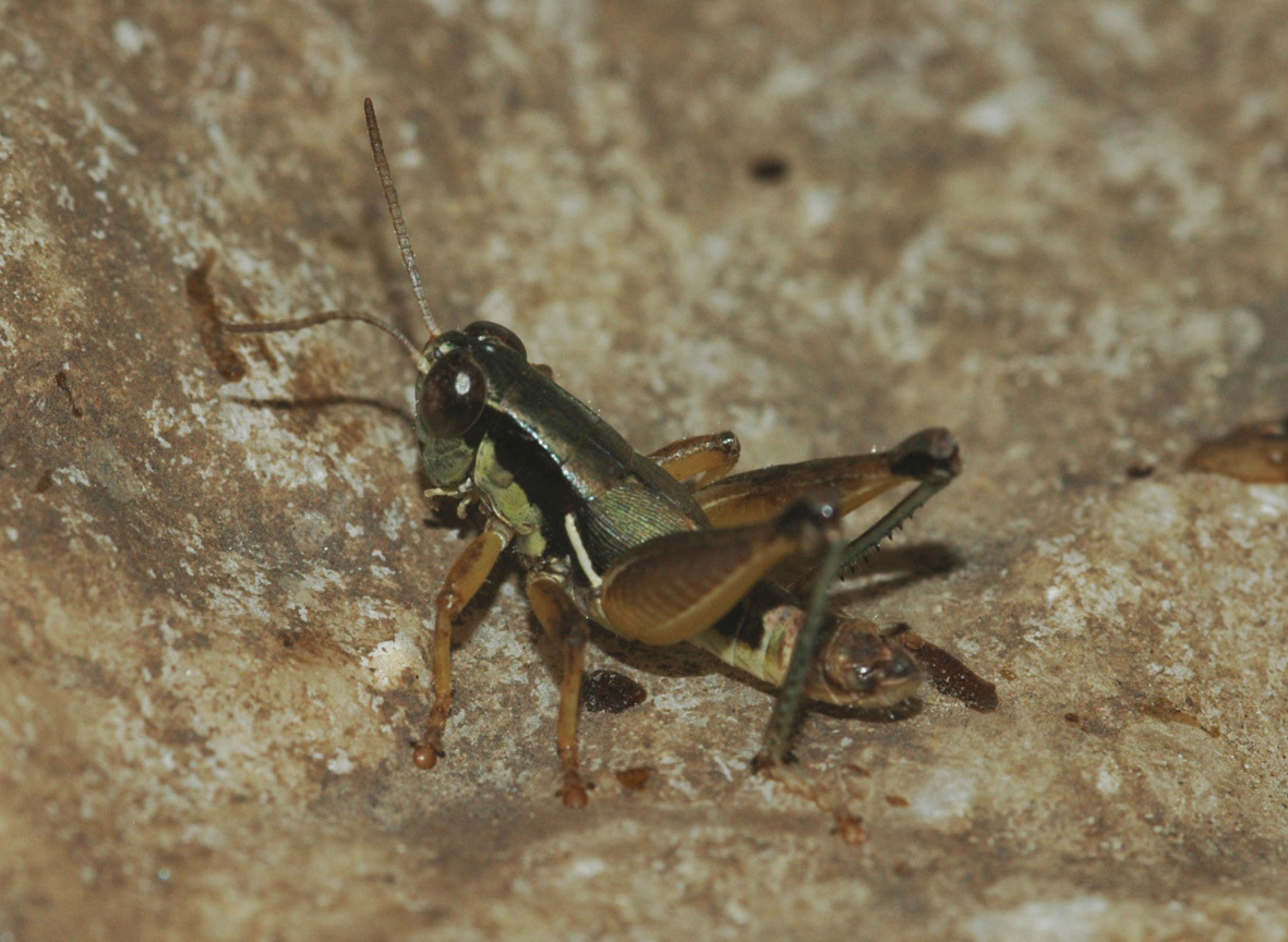 Melanoplus oaxacae Fontana, Buzzetti & Mariño-Pérez, 2011: male. (Otu).