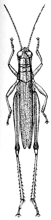 Paroxya atlantica Scudder, 1877: Fig. 121 a. male, dorsal view (body length 16-24 mm, hind femora 11-14 mm). (Otu).