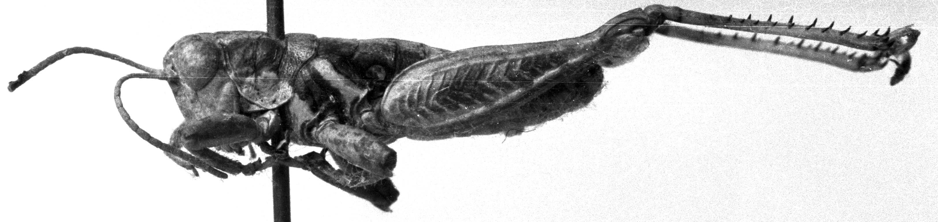 CollectionObject 1564566; NMW 20.391, 0ab5552e-5284-4322-93e6-0e18cfb58e70: Image Carbonell, C.S. [mirror image]. male, lateral view (paralectoype). (CollectionObject).