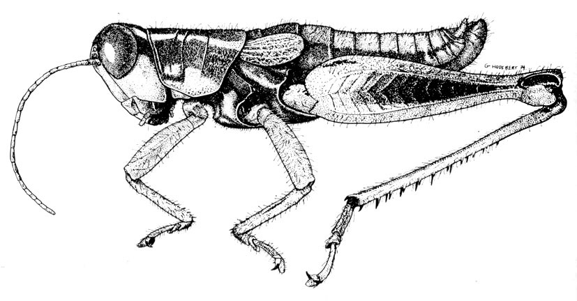 Phaedrotettix bilineatus Descamps, 1975: Fig. 13. male habitus (pronotum length 3.7-4.9 mm, tegmina 3-3.3 mm, hind femora 9.9-12.6 mm). (Otu).