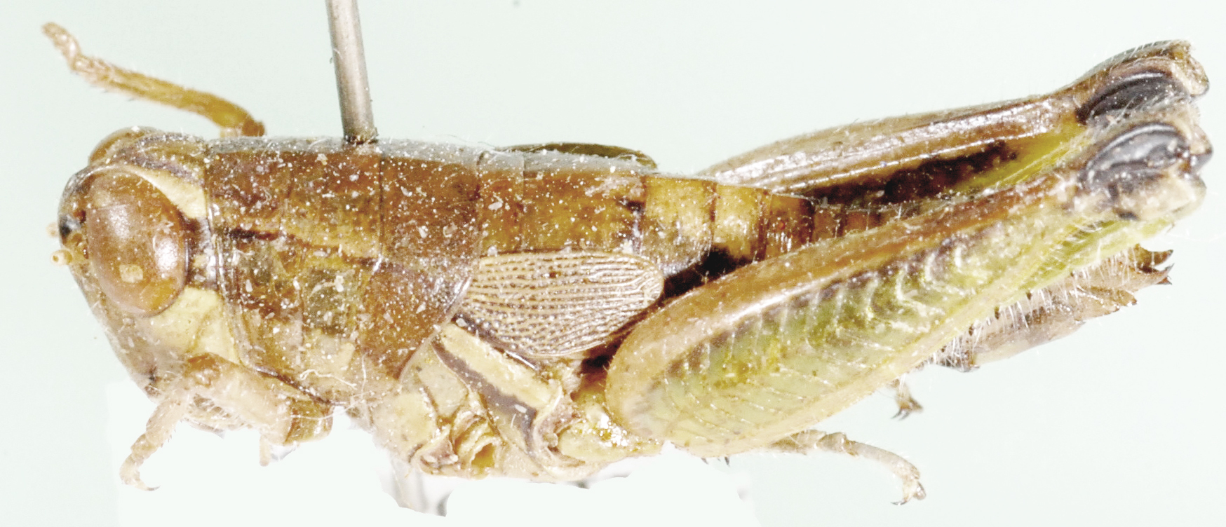 Phaedrotettix palmeri (Scudder, 1897): as Rhabdotettix palmeri. lateral view. (Otu).
