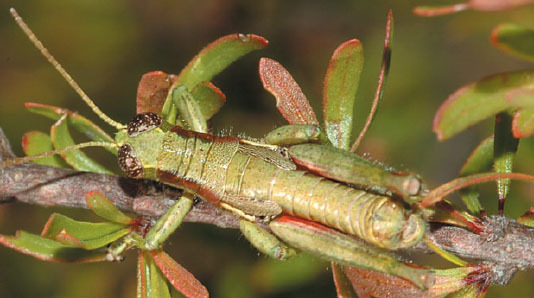 Phaedrotettix toltecus Fontana & Buzzetti, 2007: photo P. Fontana (reproduced with permission). male. (Otu).