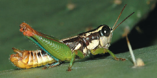 Phaedrotettix violai Fontana & Buzzetti, 2007: photo P. Fontana (reproduced with permission). male. (Otu).