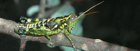 Phaulotettix eurycercus Hebard, 1918: photo P. Fontana (reproduced with permission). male. (Otu).
