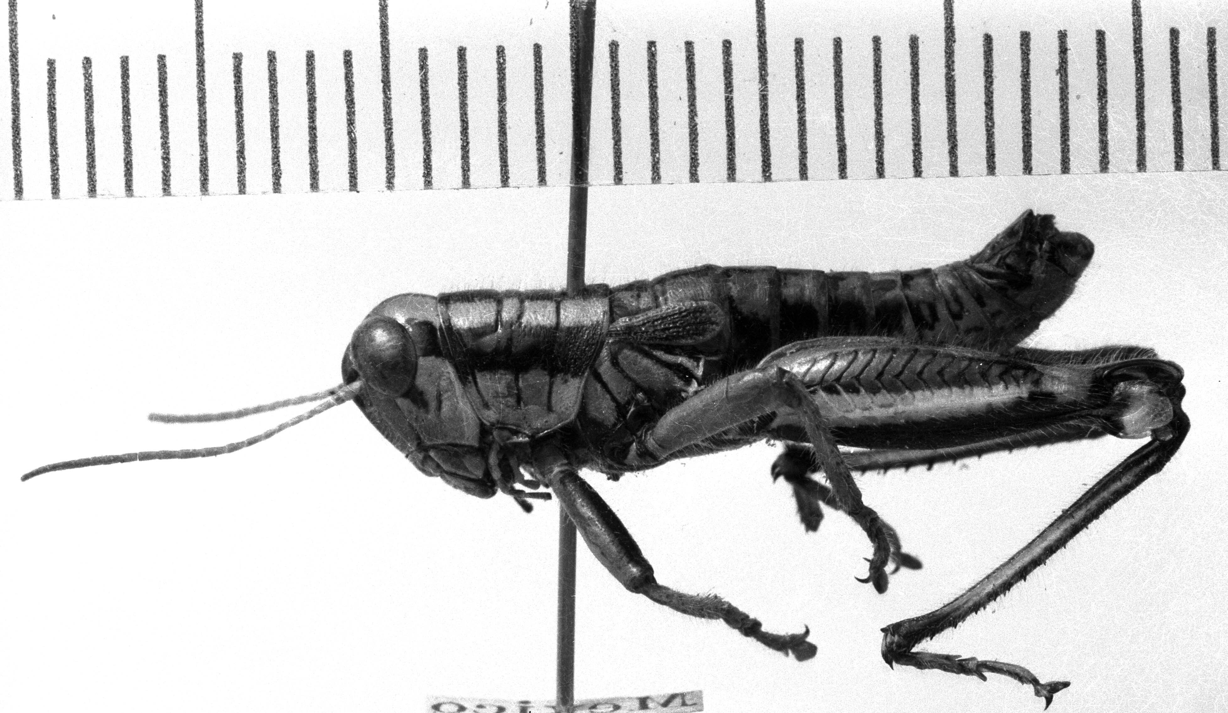 CollectionObject 1530195; 132e9393-8140-4d22-ba16-2055273a5c95: Image Carbonell, C.S. male, lateral view (holotype). (CollectionObject).