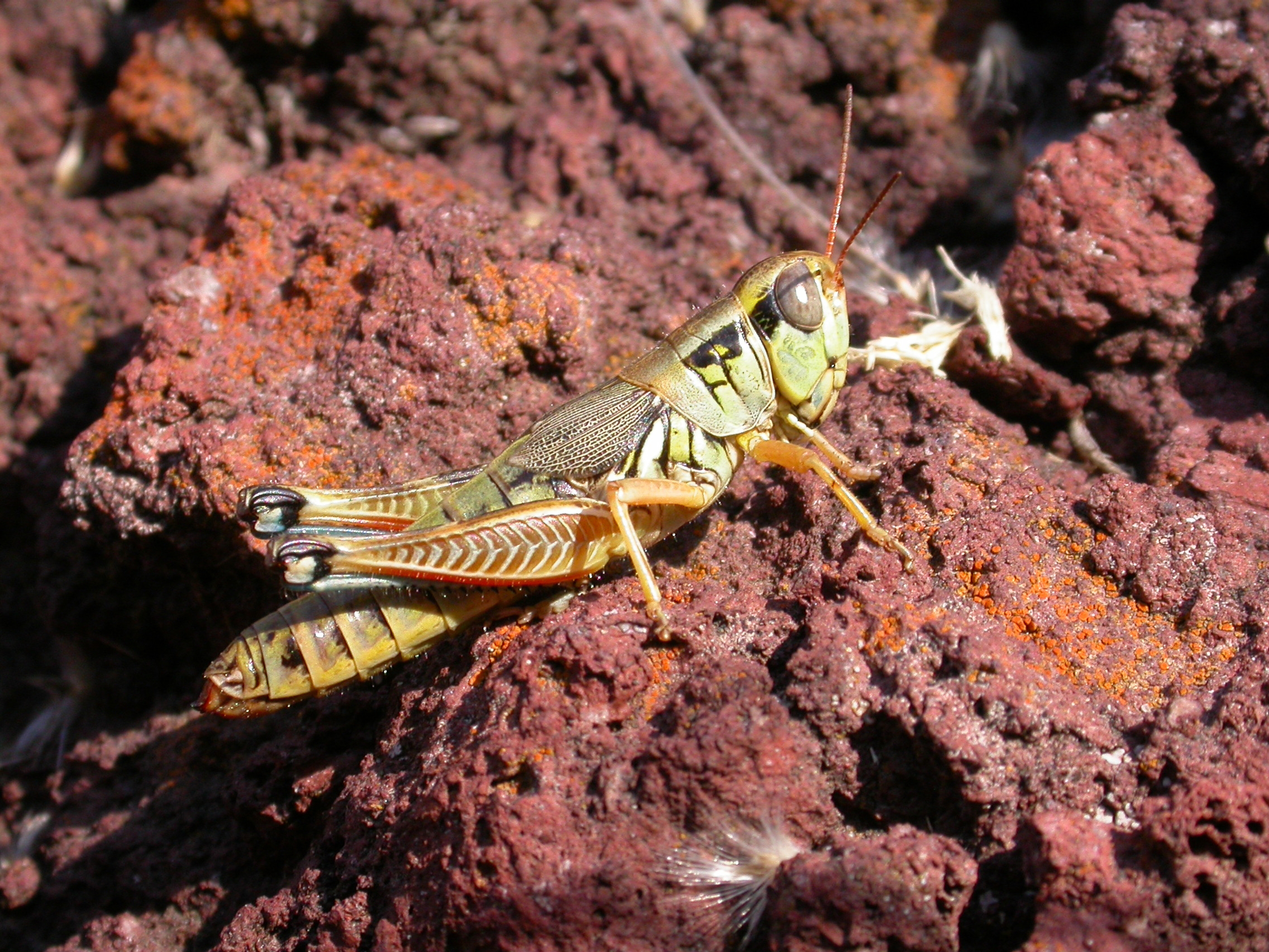 Phoetaliotes nebrascensis (Thomas, 1872): female. (Otu).