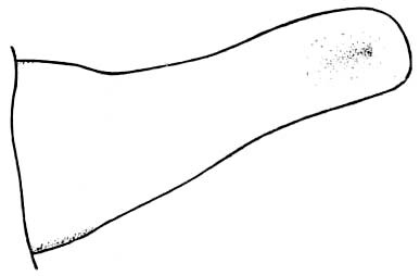 Sinaloa supersp. nitida (Scudder, 1897): Pl. 7 fig. 5. male (Sinaloa behrensi). (Otu).