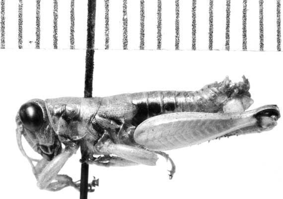 CollectionObject 1524333; a408892f-4f6a-4d35-97d9-5d8bc8e66f89: male, lateral view (holotype). (CollectionObject).