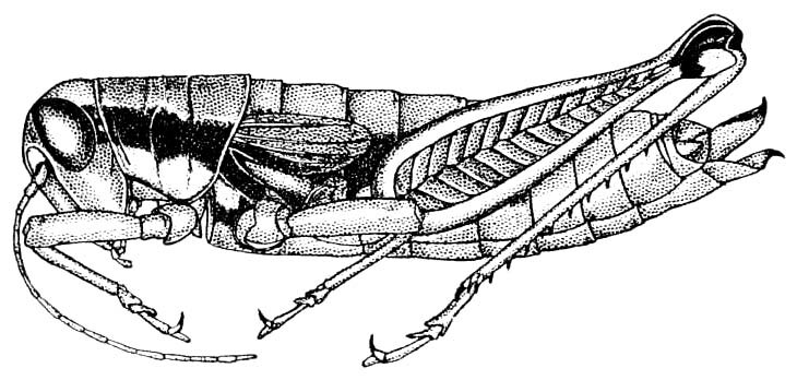 Sinaloa pulchella Hebard, 1925: Pl. 8 fig. 3 (after allotype). female (body length 20.7 mm, pronotum 4.8 mm, hind femur 12 mm). (Otu).