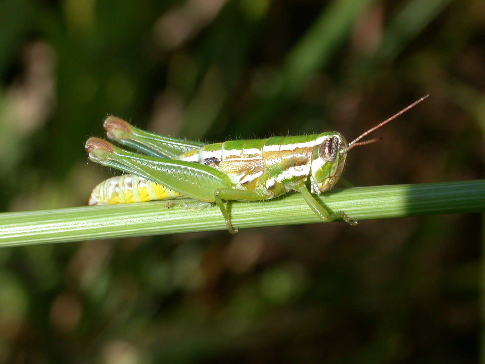 Neopedies brunneri (Giglio-Tos, 1894): female. (Otu).