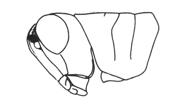 Neopedies matogrossensis Ronderos, 1991: Fig. A. male, head and pronotum, lateral view. (Otu).