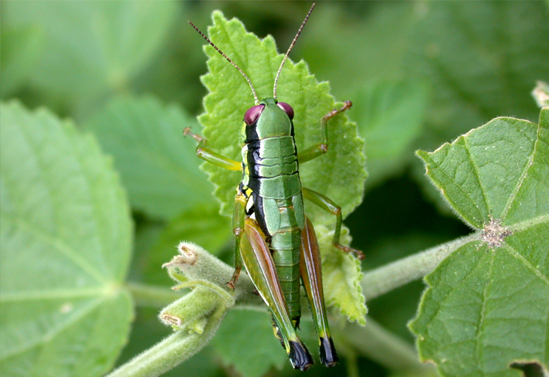 Parascopas obesus (Giglio-Tos, 1894): female, dorsal view. (Otu).