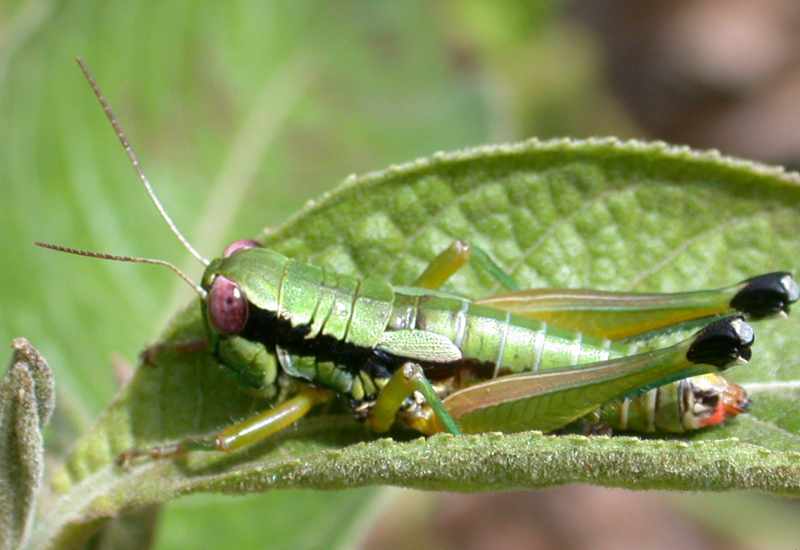 Parascopas sanguineus Bruner, 1910: female. (Otu).