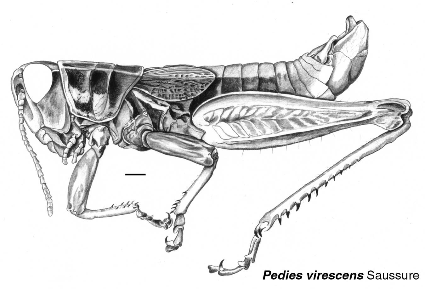 Pedies virescens Saussure, 1861: male habitus. (Otu).
