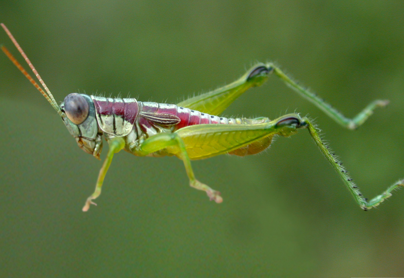 Propedies bipunctatus (Giglio-Tos, 1894): male. (Otu).