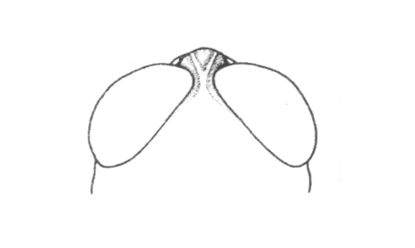 Propedies paraguayensis Ronderos & Sánchez, 1983: Fig. 14A. head of male, dorsal view. (Otu).