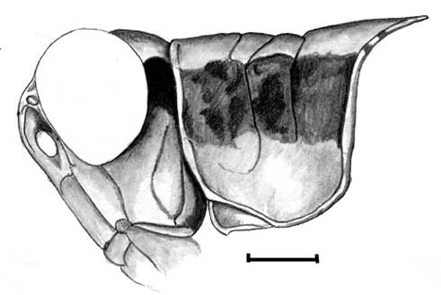 Aidemona sonorae Roberts, 1947: male head and pronotum, lateral view. (Otu).