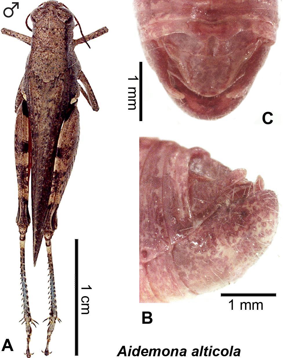 Aidemona alticola Roberts, 1947: (Otu).