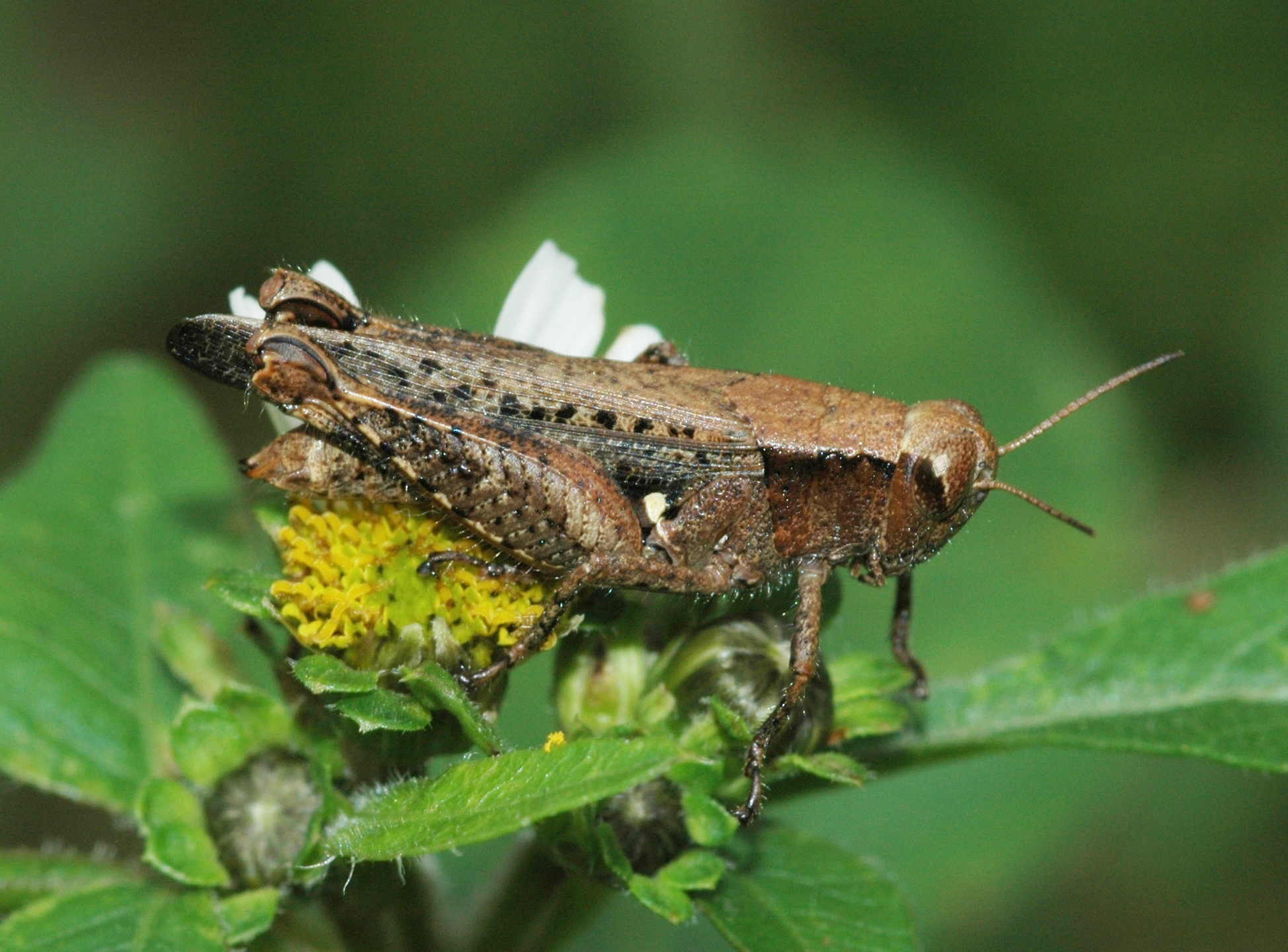 Aidemona azteca (Saussure, 1861): female. (Otu).