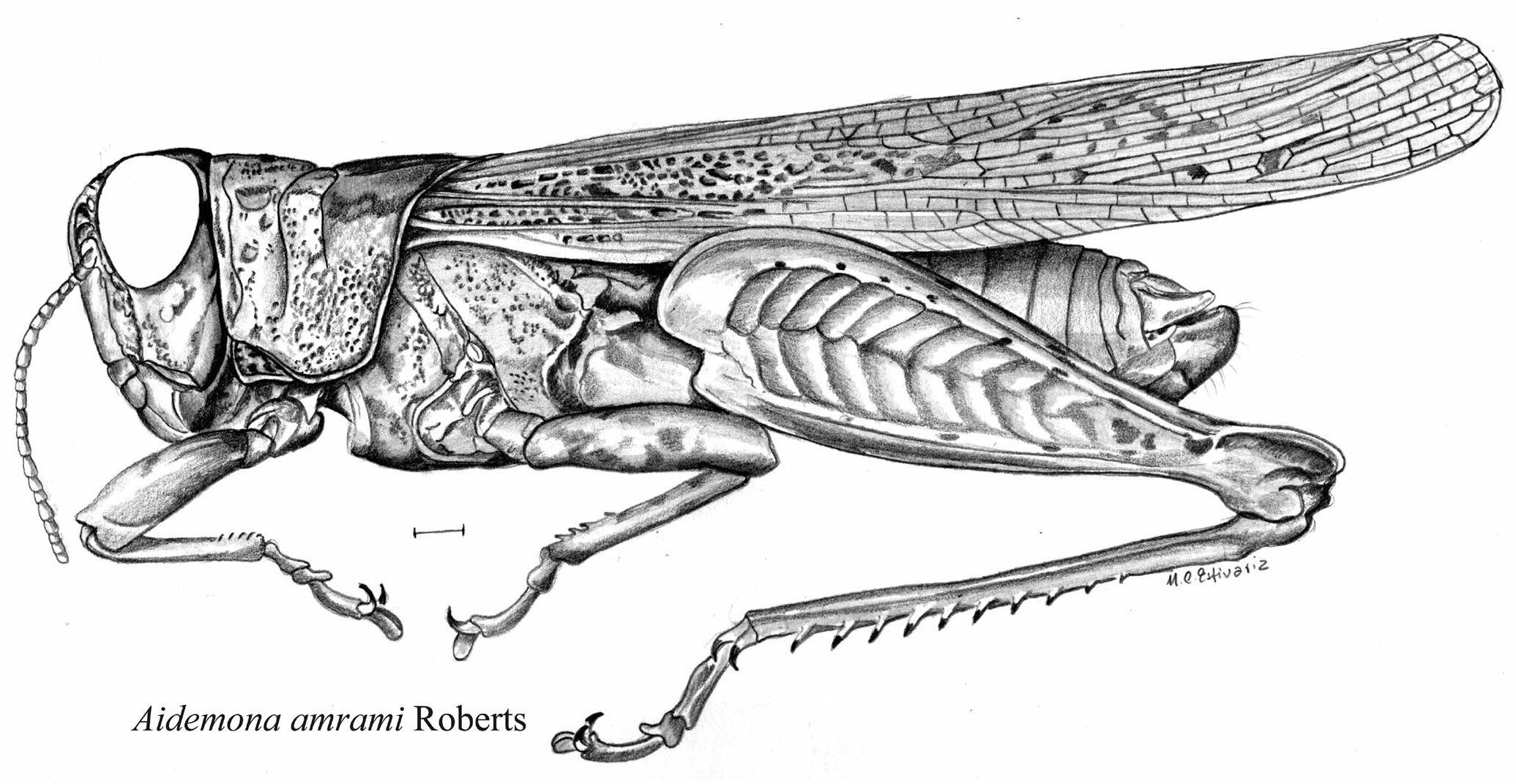 Aidemona amrami Roberts, 1947: male, lateral view. (Otu).