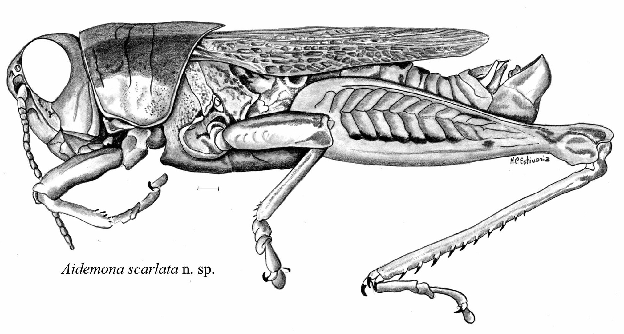Aidemona scarlata Cigliano & Otte, 2003: male, lateral view. (Otu).