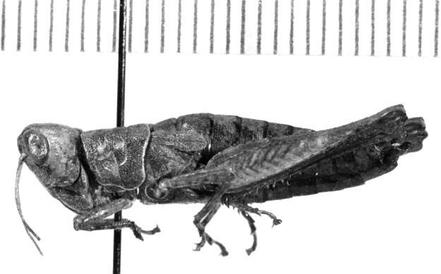 CollectionObject 1523880; 223e7262-0014-45c8-ae75-b96ed95c12e7: female, lateral view (holotype). (CollectionObject).
