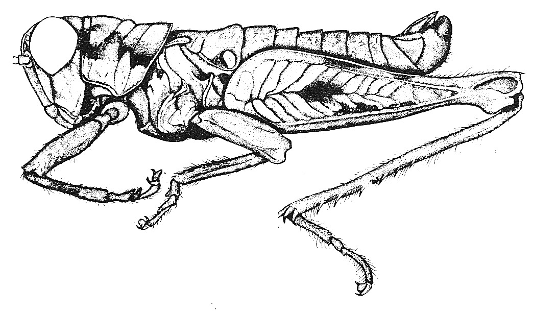 Radacris minutus (Roberts, 1937): Fig. 45. male habitus. (Otu).