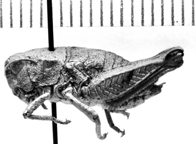 CollectionObject 1524350; 726a3799-e1cd-4651-a22c-1e5be40356d0: female, lateral view (holotype). (CollectionObject).