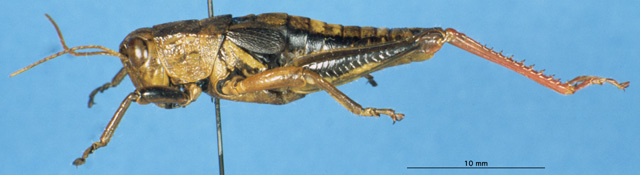 CollectionObject 1537577; 8468b950-585f-4d67-a5c1-1883c9ea98f2, DORSA EAconchiLTM: male, lateral view (lectotype). (CollectionObject).