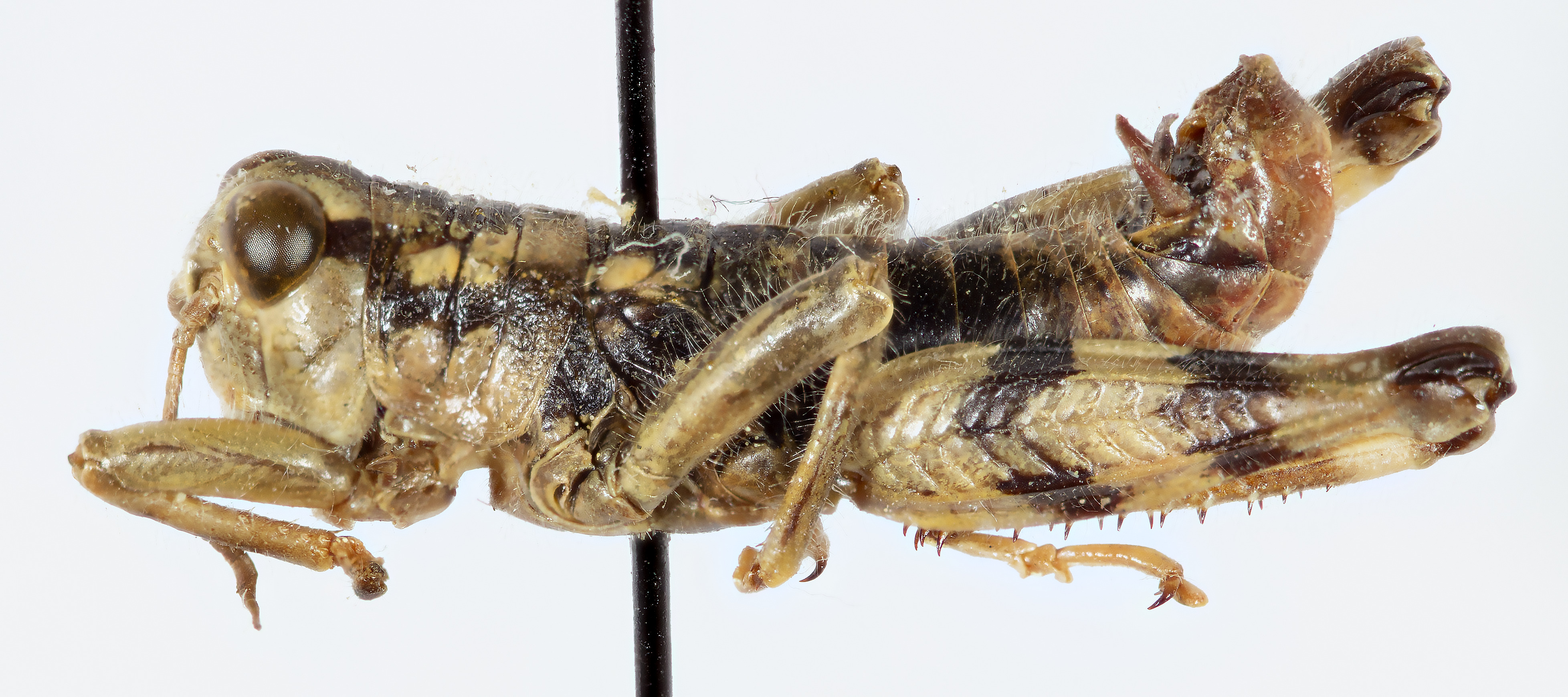 CollectionObject 1533517; 143a0dc1-cdad-463d-914e-ea1cf35a5e6e: male, lateral view (holotype). (CollectionObject).
