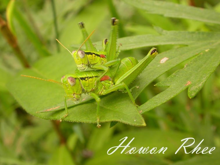 Anapodisma miramae Dovnar-Zapolskij, 1932: female and male (South Korea). (Otu).