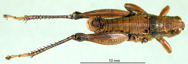 CollectionObject 1501305; b79a3c3a-a59a-4bd0-a128-5f4de306bc29: male, dorsal view (holotype). (CollectionObject).