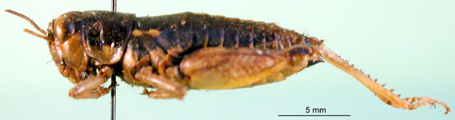 CollectionObject 1502039; 0cf8546a-e828-48b4-87f0-b74d30996d9e: female, lateral view (paralectotype). (CollectionObject).