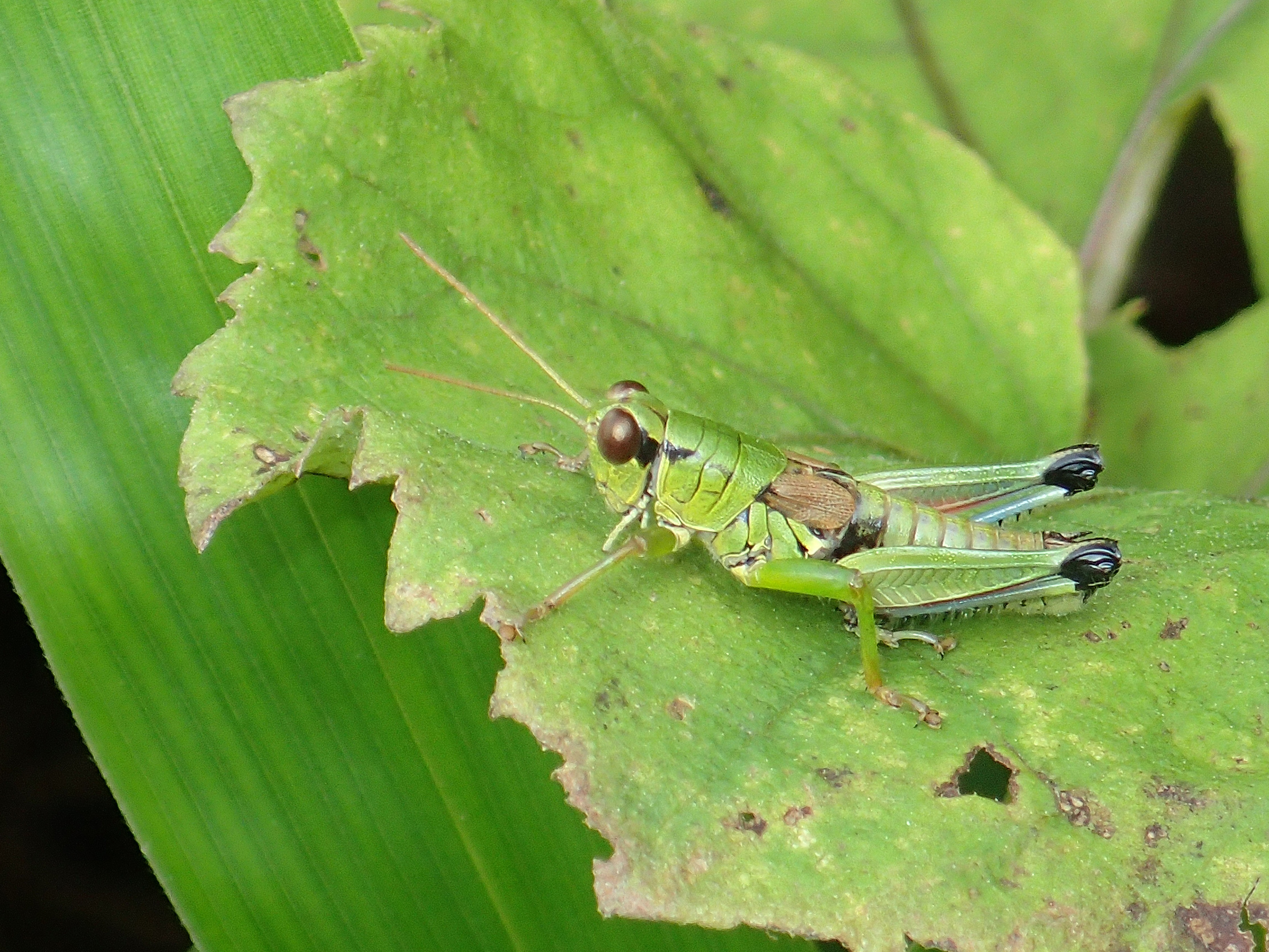 Parapodisma setouchiensis Inoue, 1979: male (Fukuoka, Mt. Sefuri). (Otu).