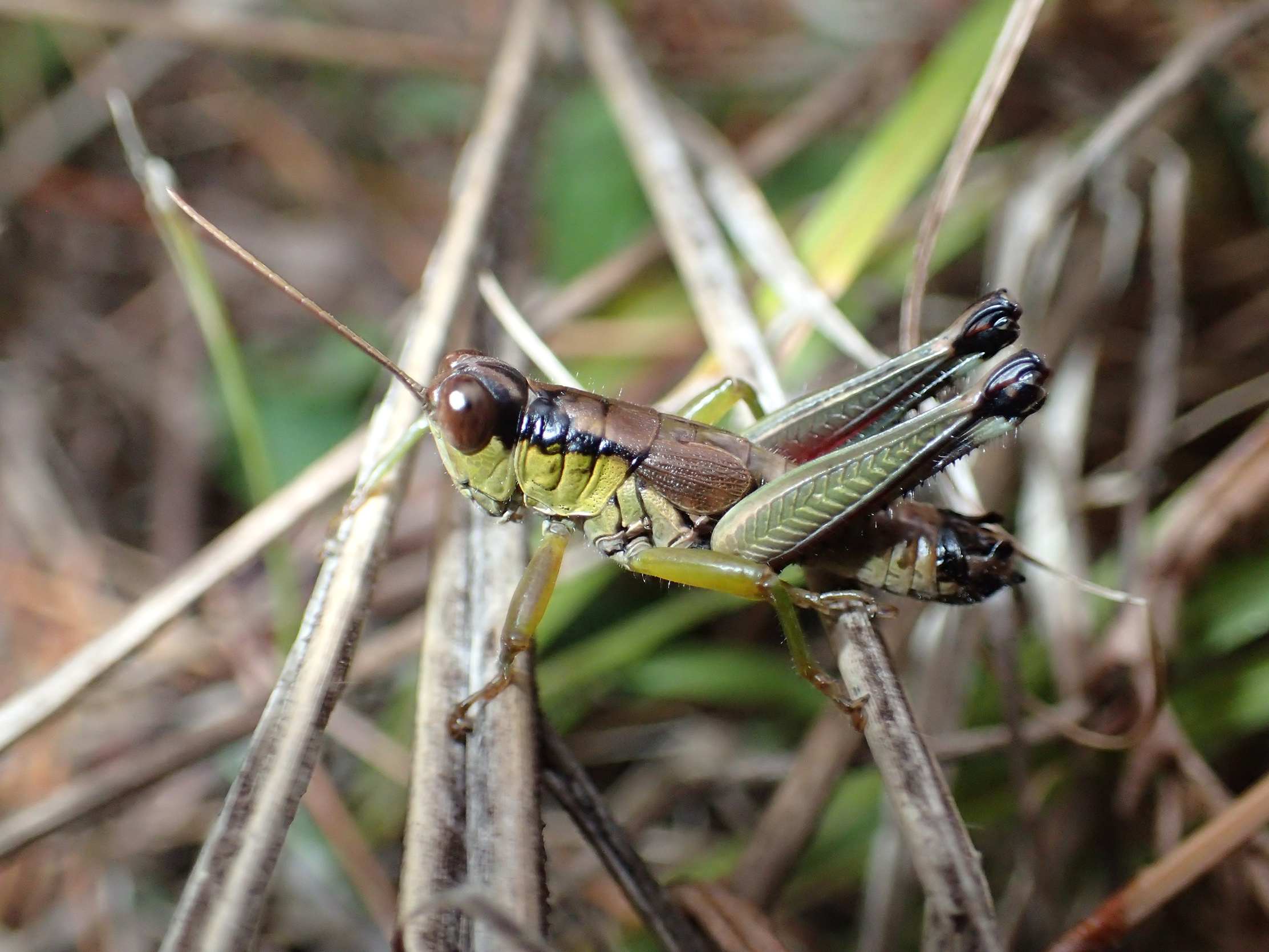 Parapodisma tenryuensis Kobayashi, 1983: male (Yamanashi-Pref., Fujikawaguchiko). (Otu).